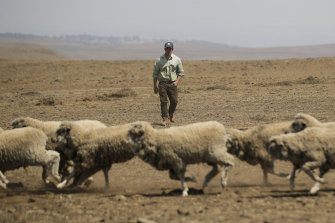 Dry and hot times: Sheep farmer Andrew Rolfe inspects his flock on his property near Cooma in southern NSW.