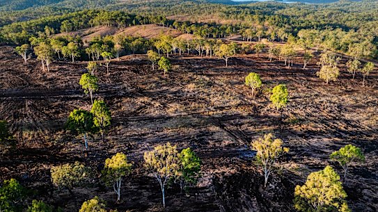 Land clearing in late 2024, near Gin Gin in Queensland.