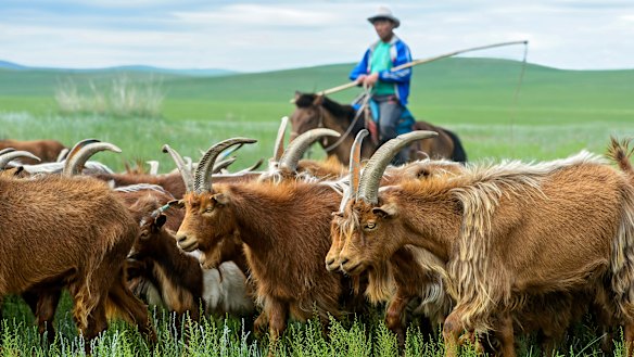 The ASOS ban on cashmere has stirred debate about the differences between 'supermarket cashmere' and 'slow cashmere'.