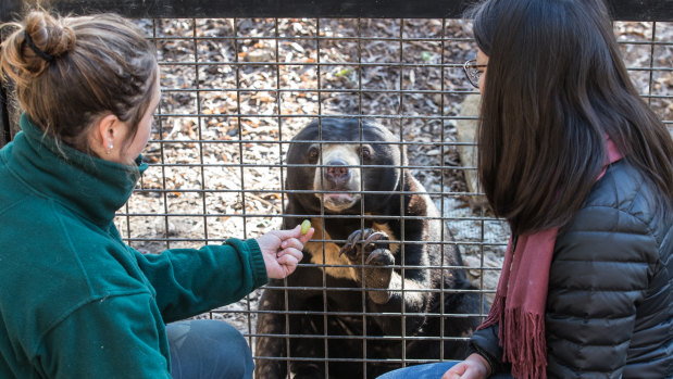Keeper Caitlin giving sun bear Otay a treat after I brushed her teeth with an electric toothbrush.  