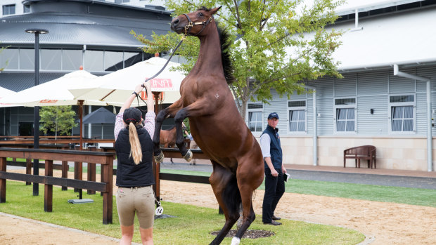 Big business: The Inglis Easter Sales grossed more than $120 million on Tuesday and Wednesday.