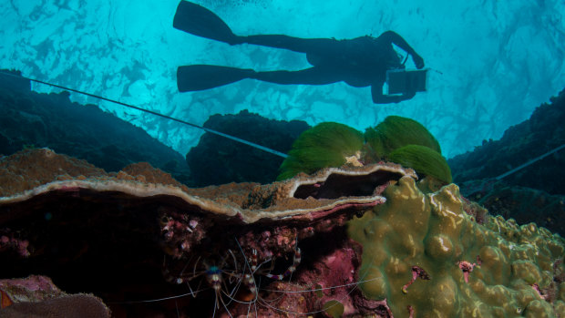 The Great Barrier Reef Foundation has been under close scrutiny after it received almost half a billion dollars of federal funding without a tender.