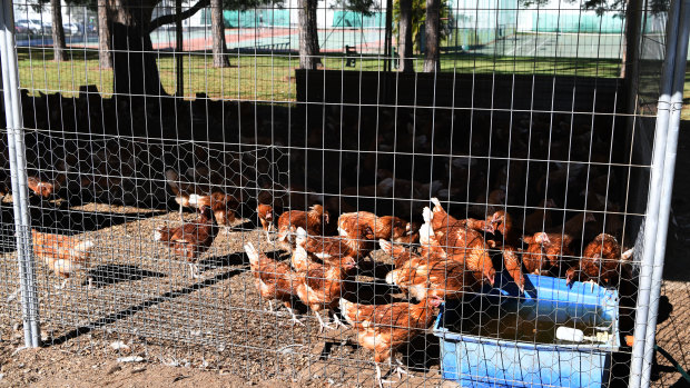 Chickens on the grounds of the West Brisbane Tennis Centre in Brisbane, the club where Ashleigh Barty started playing tennis as a young girl. 