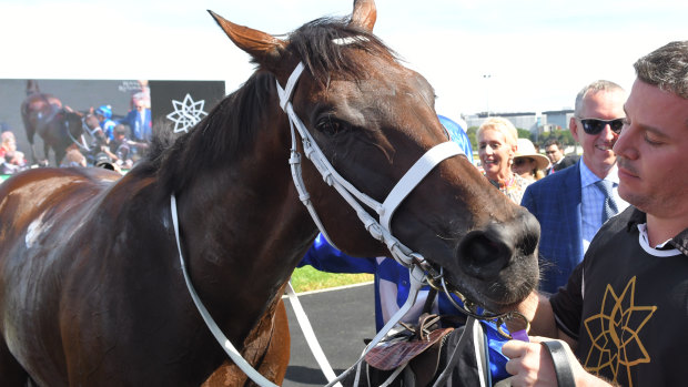 Superstar: Winx after her 30th consecutive win in the Apollo Stakes on February 16.