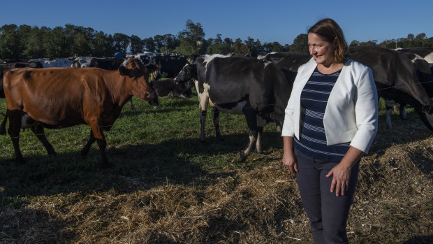 Fiona Phillips at her brother's dairy farm at Terara, near where she grew up, during the campaign. 
