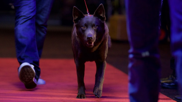 Koko on the red carpet from Koko: A Red Dog Story.