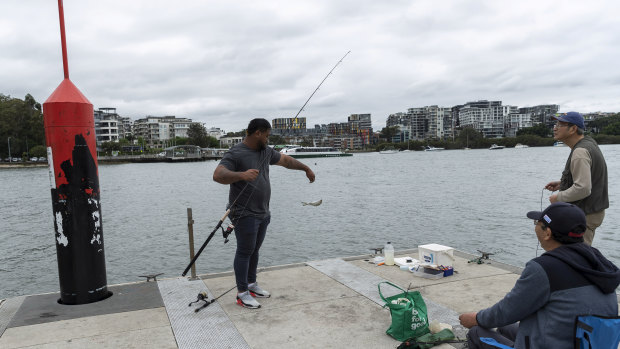 A barra in the Parra provides hope that water quality is on the improve in Sydney Harbour.