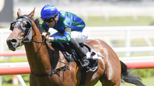 True colours: Adam Hyeronimus pilots Mister Songman to victory  at Randwick  in the famous silks of  Tommy Smith.