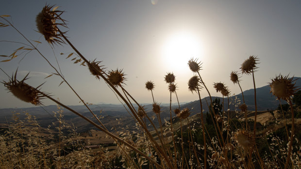 Dry vegetation in Petralia Soprana in Sicily, Italy, on Friday, when the island smashed the Continent’s heat record.