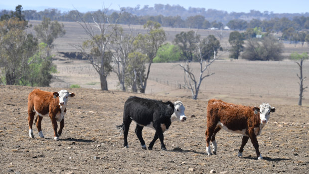 Cattle on a NSW cattle station near Inverell in October 2019.