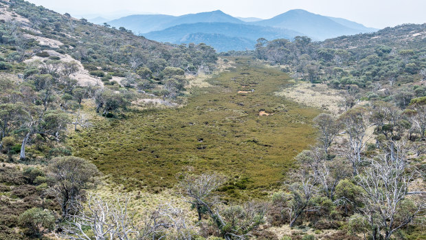An alpine sphagnum bog at the source of the Cotter River in the Namadgi National Park, a fragile source of  Canberra's water supply.