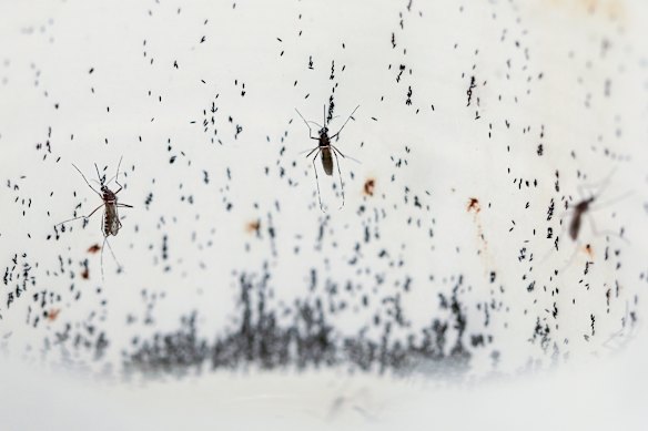 Mosquitoes lay eggs inside a lab in Colombia. Scientists are breeding the mosquitoes to carry a bacteria that interrupts the transmission of dengue.