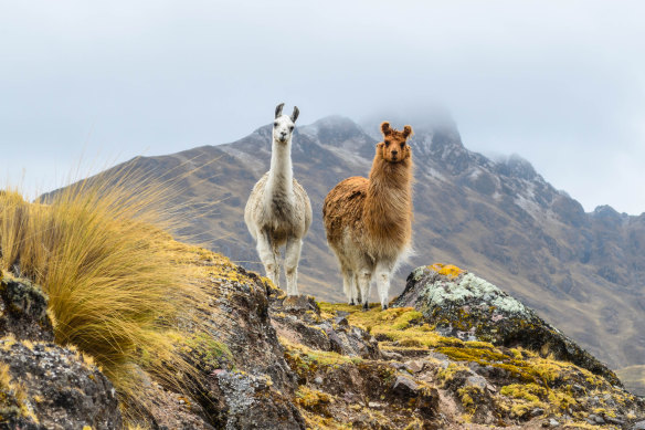 High point … wild llamas wandering the mountains of rural Peru.