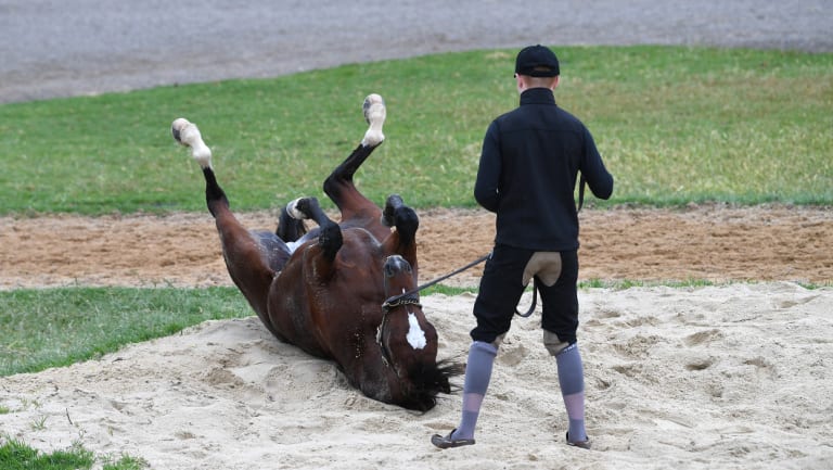 Rostropovich at Werribee Racecourse earlier in the week. 