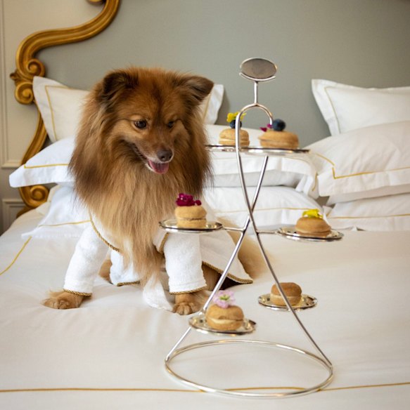 A number of city hotels offer special pet packages.