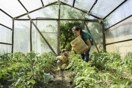 Greenhouses come in all different shapes and sizes.