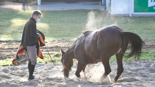 Cox Plate contender Armory at Werribee on Wednesday.