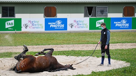 Master Of Reality, which placed in last year's Melbourne Cup, has a roll in the sand at Werribee on Sunday.