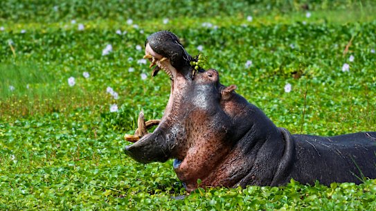 Once you know what a HiPPO is, you’ll start seeing them everywhere.
