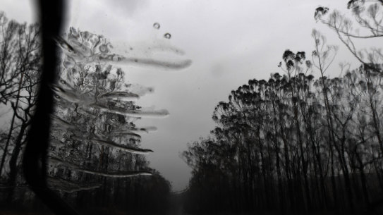 Rain falls last week on the burnt landscape lining Benalong Road, south of Nowra.