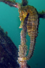 White’s seahorse