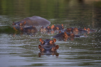 Hippos, descended from a collection held by drug lord Pablo Escobar, stay submerged in a lake at the Napoles Park in Puerto Triunfo, Colombia.