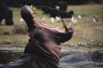 Hippo “wheeze honk” calls can be heard hundreds of metres away. 