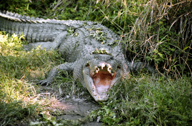 Police are using drones to search the banks of the Daintree River, which is known to be home to crocodiles.