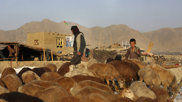 A shepherd boy tends his sheep in Kabul, Afghanistan.