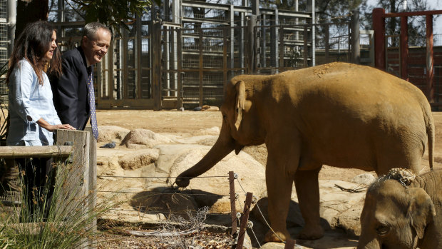 Opposition leader Bill Shorten and Senator Lisa Singh at the Melbourne Zoo elephant enclosure.
