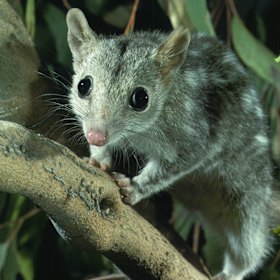 The endangered northern quoll. 
