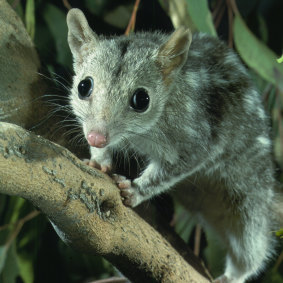 The endangered northern quoll. 