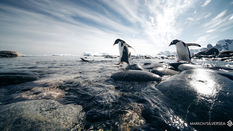 Australian researchers report increased Antarctic vegetation, signaling rapid environmental change