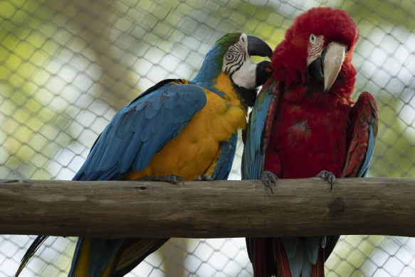 A blue-and-yellow macaw grooms a red-and-green macaw, inside an enclosure at BioParque, in Rio de Janeiro.