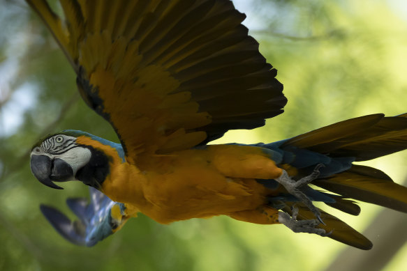 A blue-and-yellow macaw that zookeepers named Juliet flies outside the enclosure where macaws are kept at BioParque, in Rio de Janeiro.
