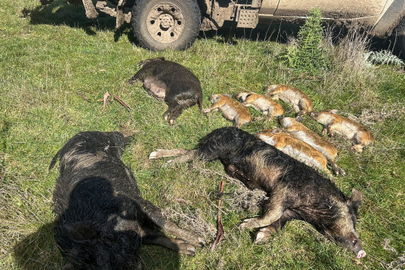 Baiting of feral pigs one of the few options available to farmers to co<em></em>ntrol the introduced species. 