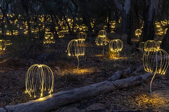 New installation Trail of Lights on the banks of the Murray River.
