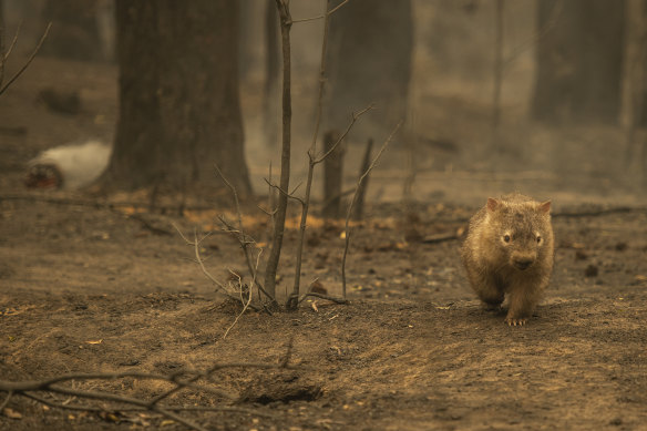 A wombat seen on Tallowa Dam Road in Kangaroo Valley following Saturday night's fire.