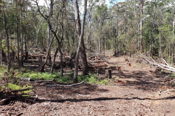 An area of the Styx River State Forest that could soon be cleared.
