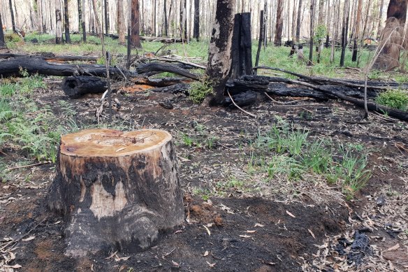 A burnt area of the Styx River State Forest in northern NSW. Logging has resumed in the area despite most of the region being burnt. 