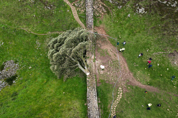 A 16-year-old boy and a man in his 60s were arrested after the tree was cut down.