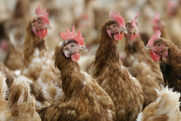 Poultry farms in the US had to destroy 3up to a third of their flocks because of a bird flu outbreak in late 2015.
