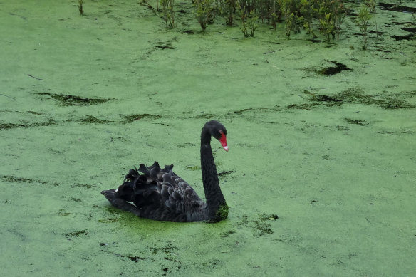 New genetic analysis has discovered the iconic black swan is at unique risk from avian flu.