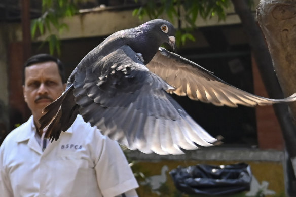 Detained on suspicion of spying: a pigeon that was captured eight months back is released at a vet hospital in Mumbai.