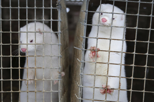 There are nearly 1200 mink farms in Denmark.