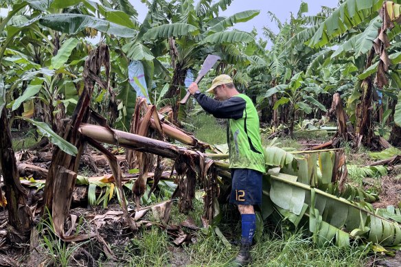 Tully banana farmer Paul Lardi cutting damaged crops on his property at Tully, north of Townsville, north Queensland. 