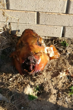 The Muslim community have invited the person who left this pig's head outside their mosque to share a meal.