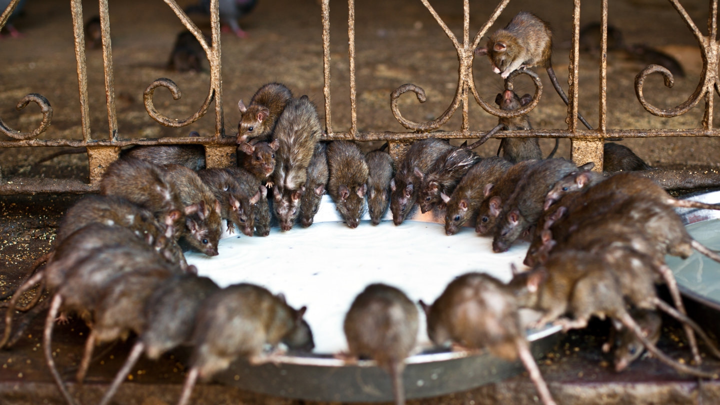 How Alberta won the rat race