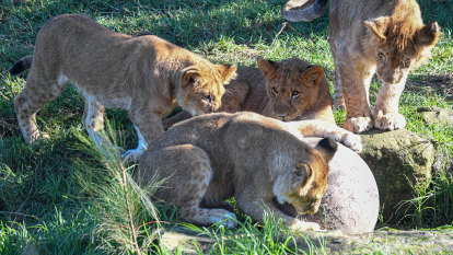 What to get a lioness for Mother’s Day: Blood, meat iceblock treats