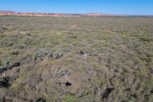 Biomass Projects founder Richard Paterson hopes to transform Western Australia’s largest weed infestation into carbon-capturing biochar.